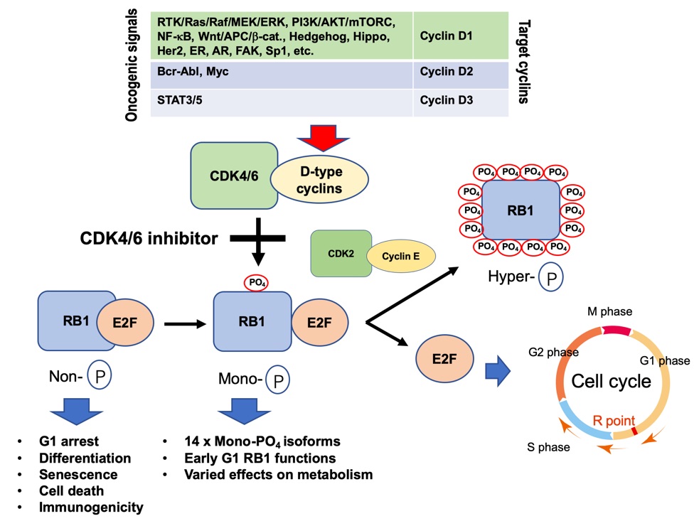 Figure 1 Almost all carcinogenic signals brake RB1 function through activation of CDK4/6.