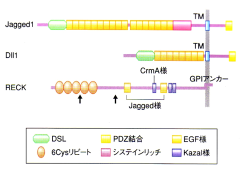 RECK蛋白質の一次構造とある種の蛋白質分解酵素阻害因子やNotchリガンドとの相同性。
矢印は、メタロエンドペプチデースへの阻害活性中心と考えている部位。 