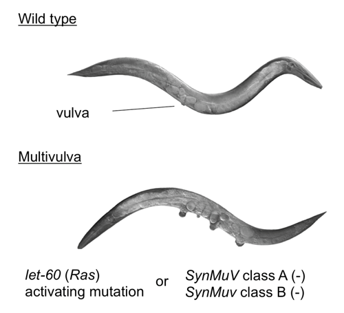 RBとRasを結ぶ新しいパスウェイを発見するきっかけになった、線虫における知見。
線虫のRasの活性化変異は、vulva（陰門）の発生異常を生じる。
変異によってこれと同じ表現系を生じる遺伝子が探索され、RBが、その一つであることがわかった。
Mingxue Cui and Min Han, Worm Bookより改変。 