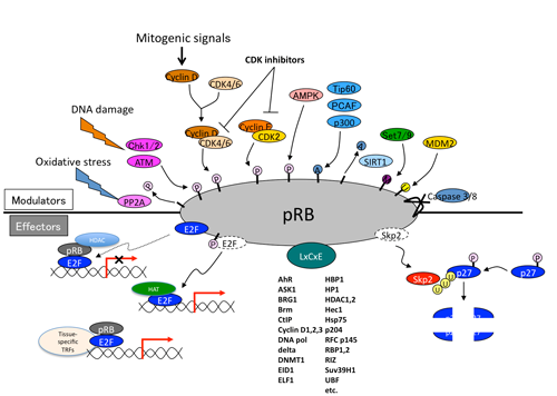 図２　RB蛋白質の上流シグナルと様々なエフェクター分子。 