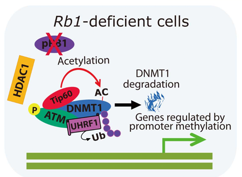 図４　RB蛋白質のエピジェネティク機能のひとつ。 