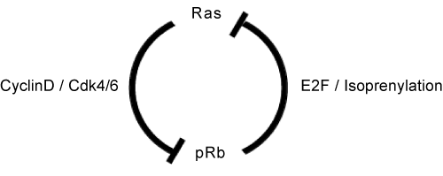 Figure 4. The Rb-Ras genetic interaction in mammalian cells. 