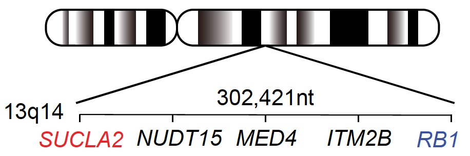 図3 RB1がん抑制遺伝子の近傍にあるSUCLA2代謝遺伝子の同時欠失はがん細胞のアキレス腱になる。