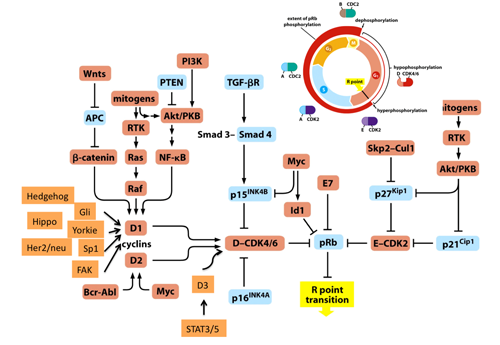 図１　The Biology of Cancer (© Garland Science 2007)を改変。
ほとんどすべての細胞増殖シグナルが、RB蛋白質に流れ込む。 